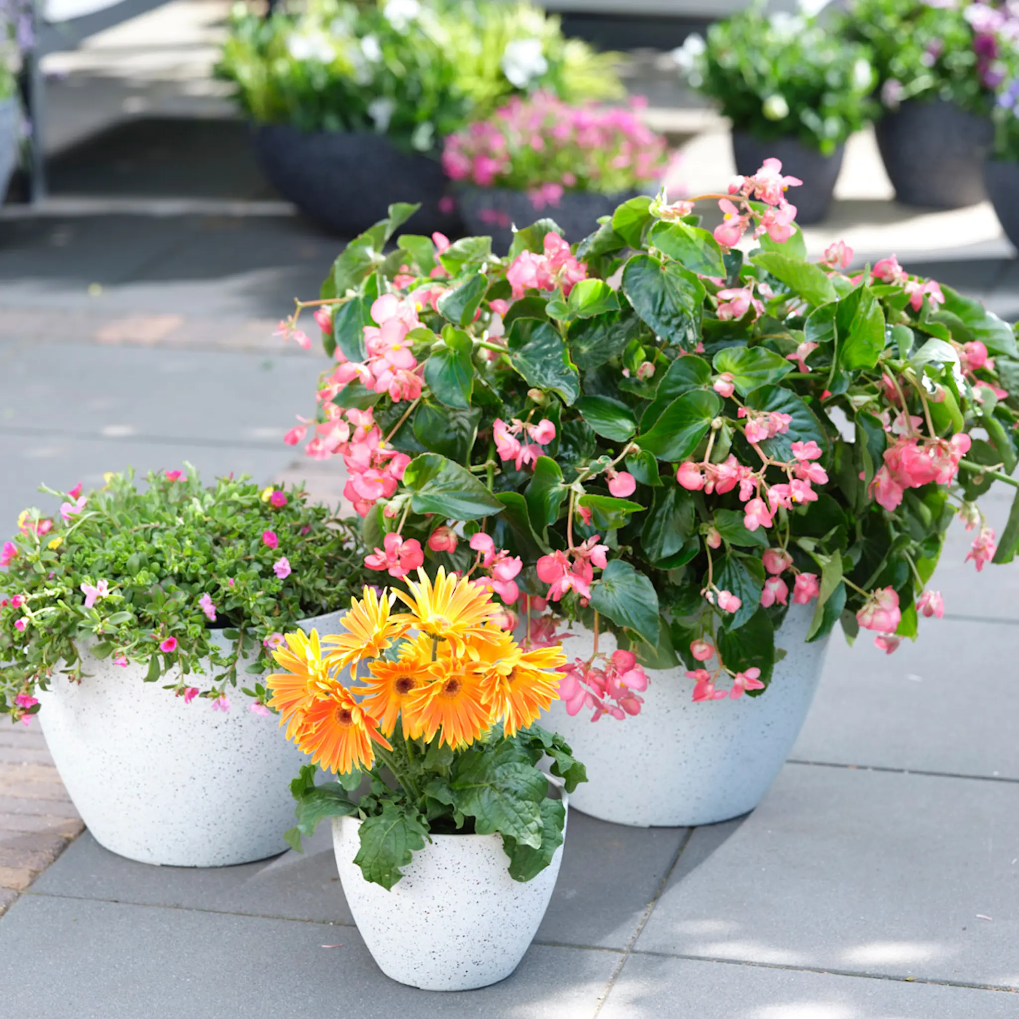 GUS Design Nova blomkruka 43x33 cm terrazzowhite