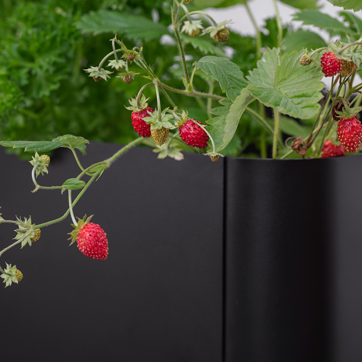 Eva Solo Simply Grow Odlingslåda 33x80x53 cm svart