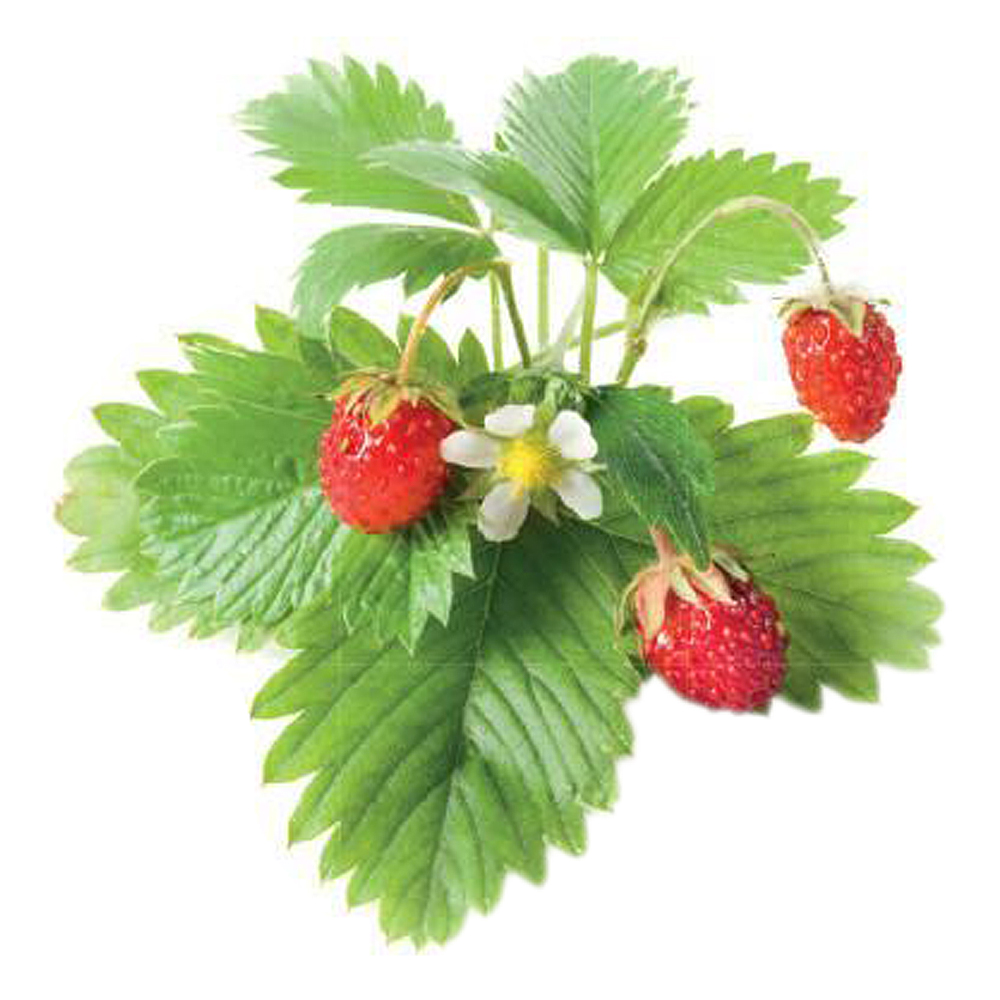 Click & Grow Smart Garden Refill 3-pack smultron