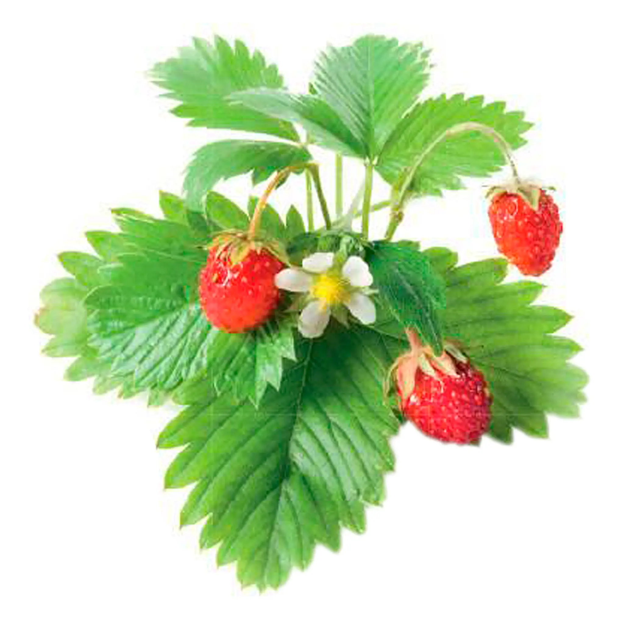 Click & Grow Smart Garden Refill 3-pack smultron