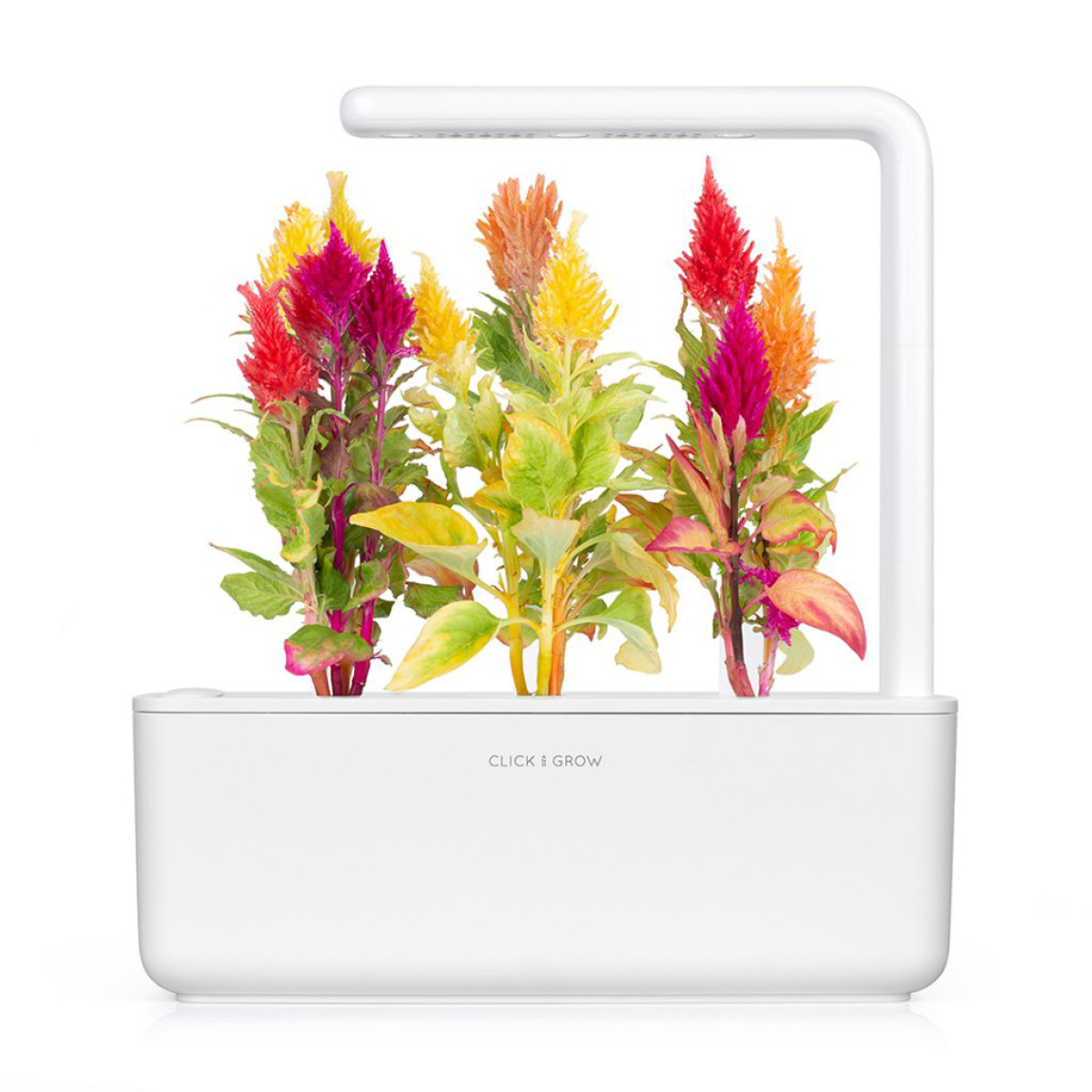 Click & Grow Smart Garden Täyttöpakkaus 3 kpl Kukonharja