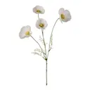 Cosmos 60 cm vit