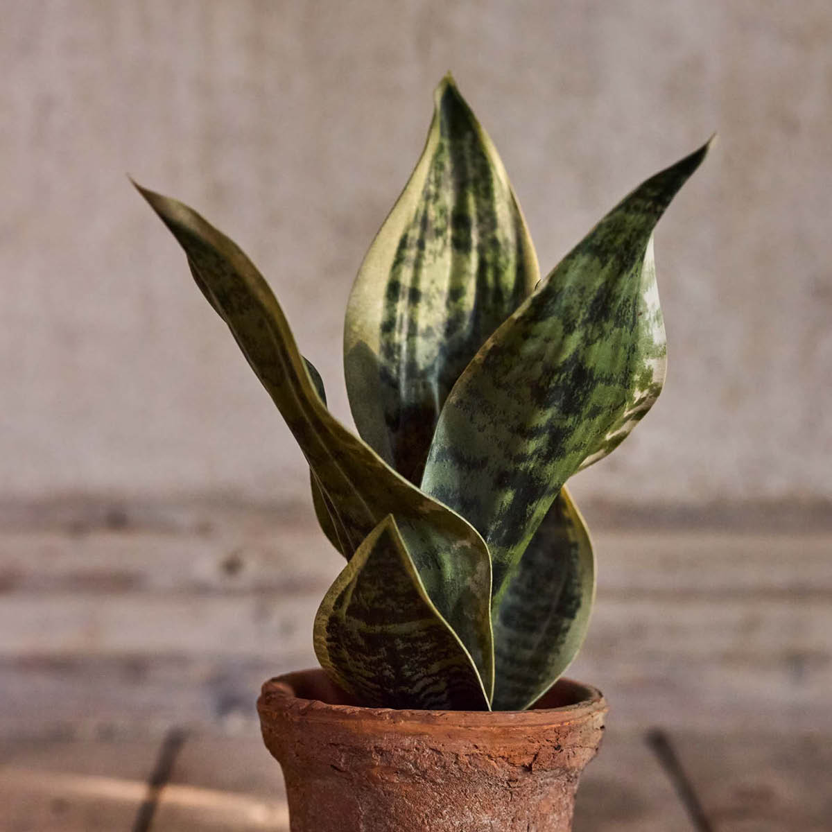 Mr Plant Sansiveria kunstig plante 35 cm