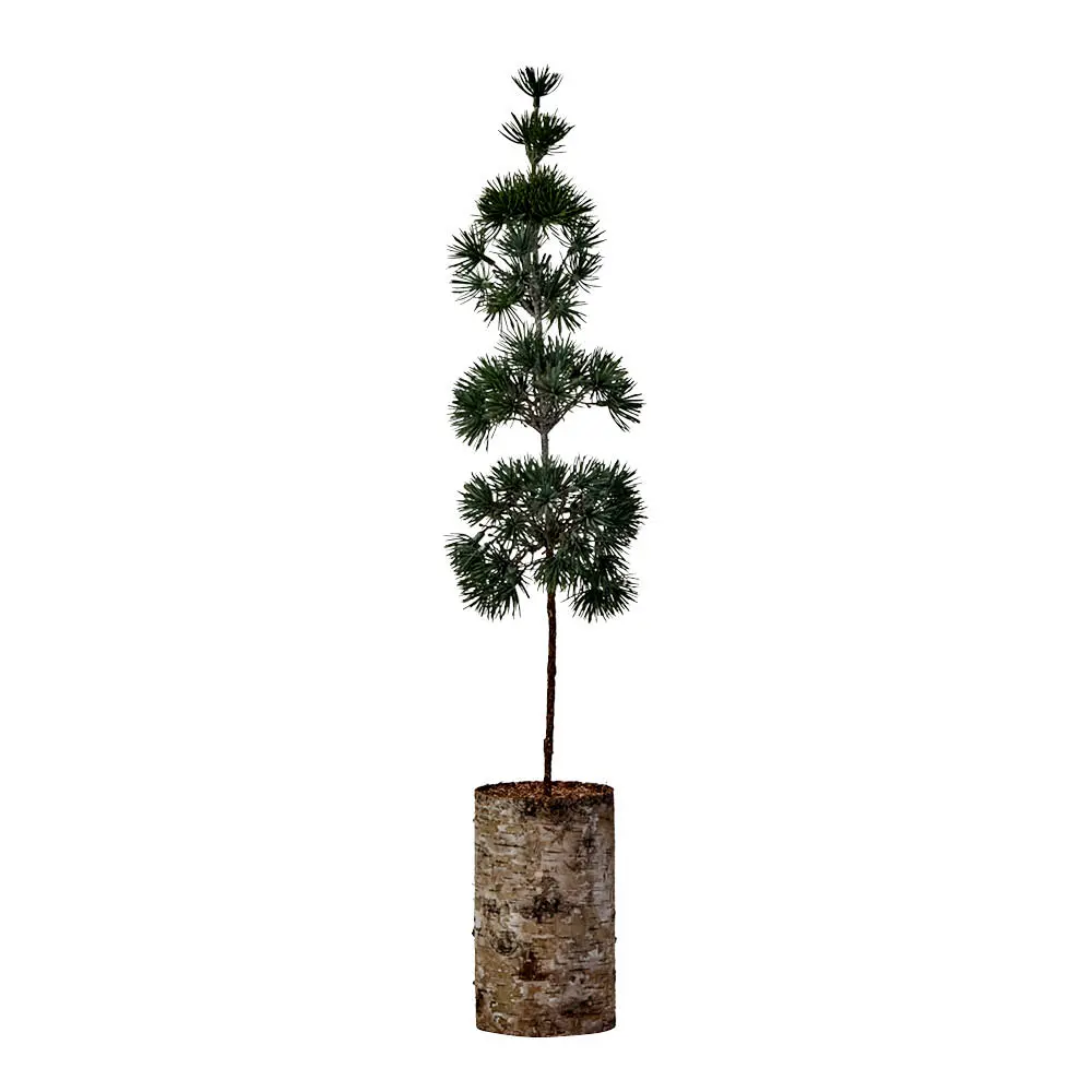 Pine juletre 14 cm grønn