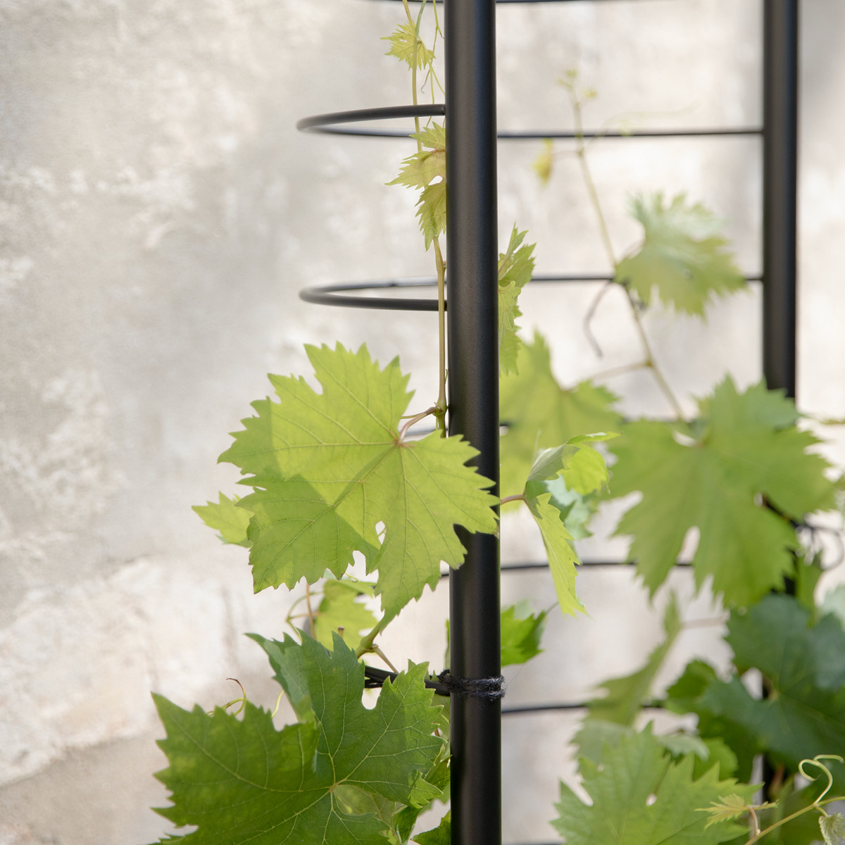 Eva Solo Simply Grow Säleikkö kukkaruukkuun Musta