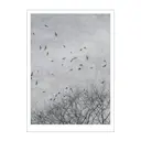 Ingrey Studio poster 50x70 cm crows