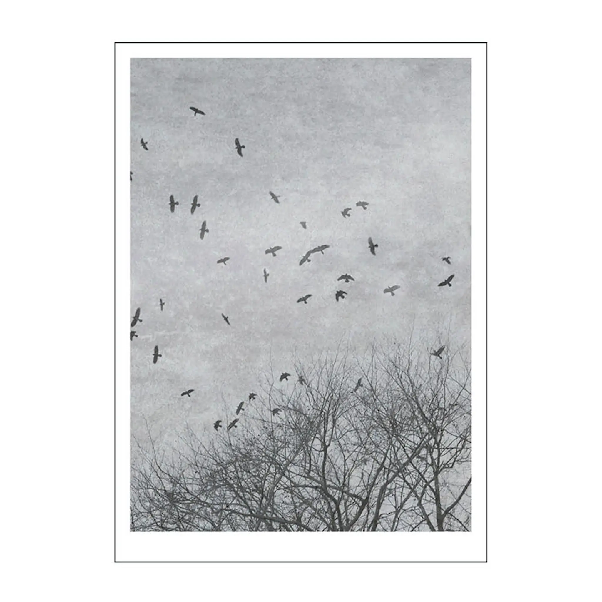 Poster & Frame Ingrey Studio poster 50x70 cm crows