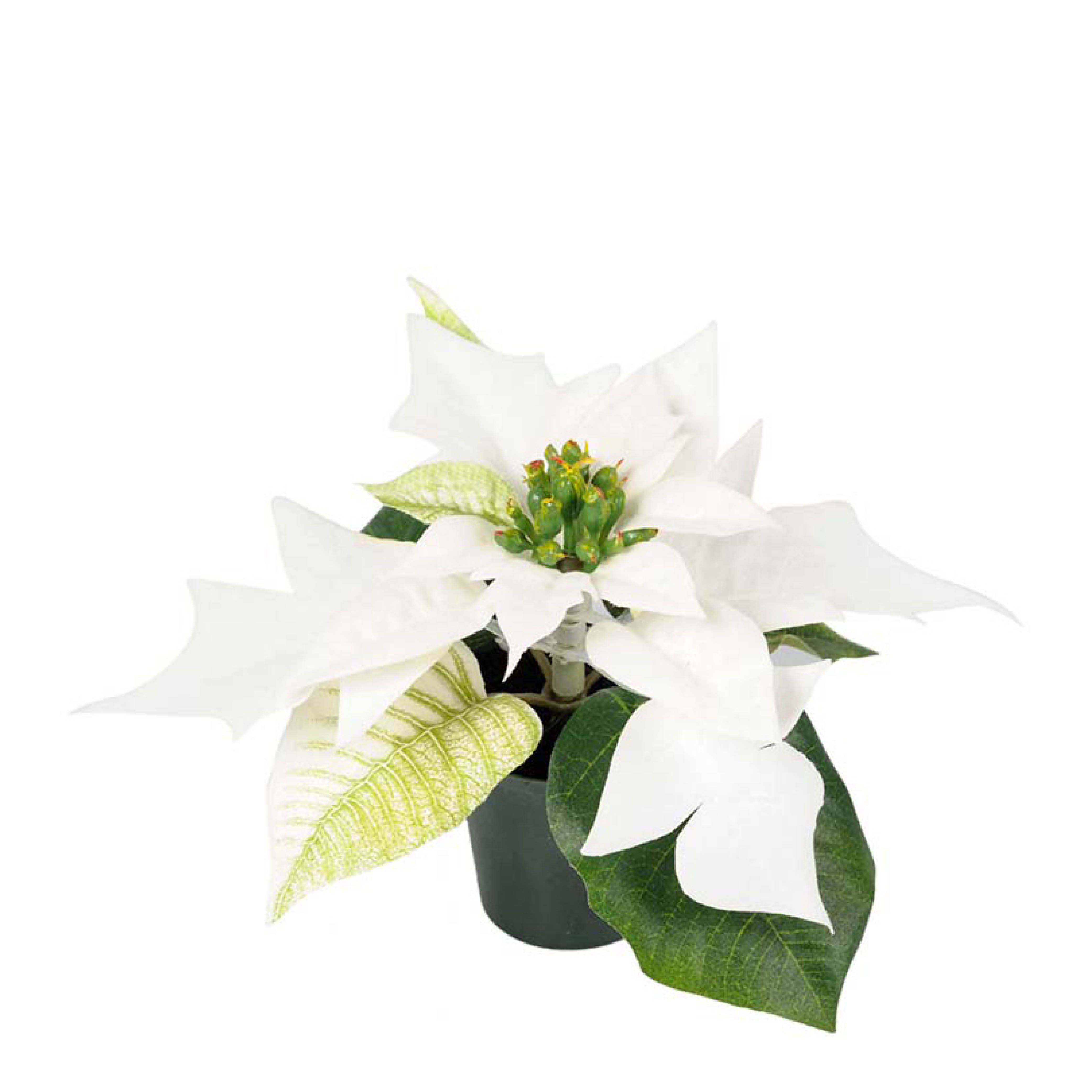 Mr Plant - Joulutähti keinotekoinen ruukussa 10 cm valkoinen