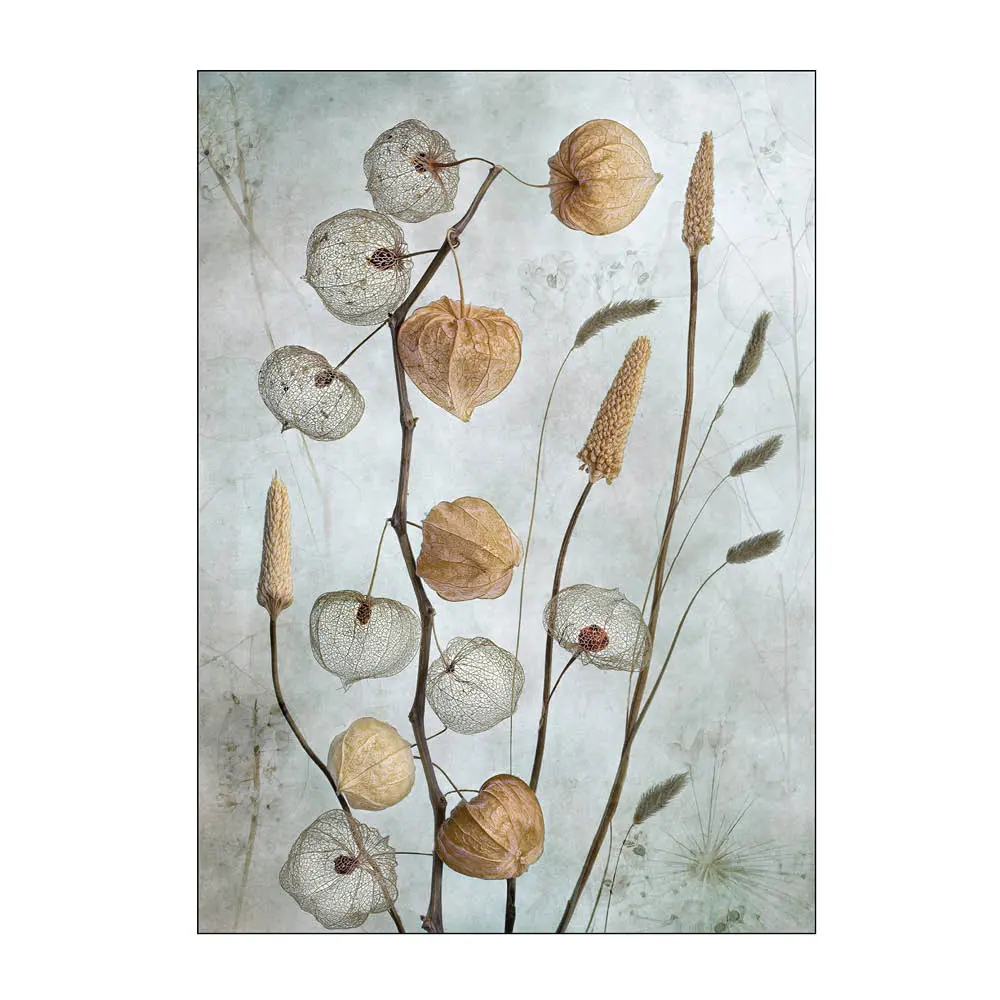 Mandy Disher Juliste 30x40 cm Lanterns