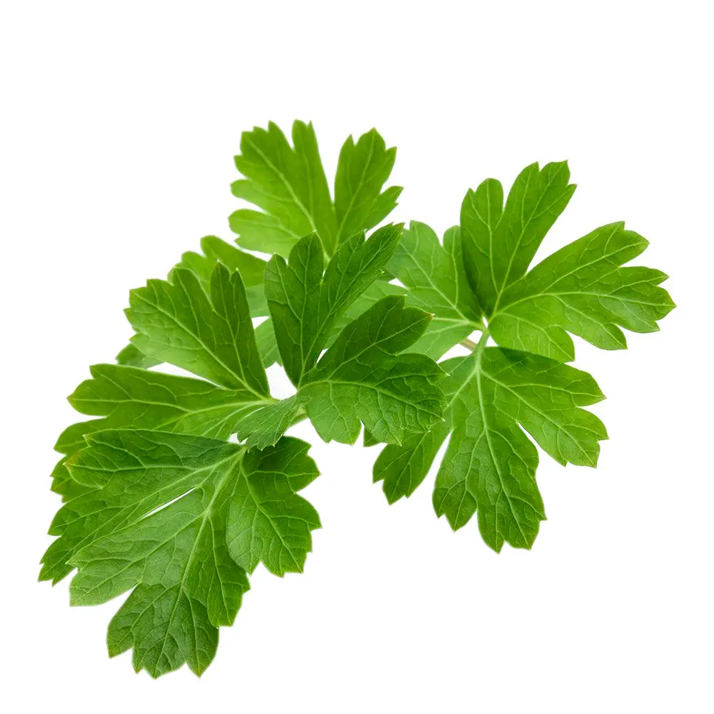 Smart Garden Täyttöpakkaus 3 kpl Persilja