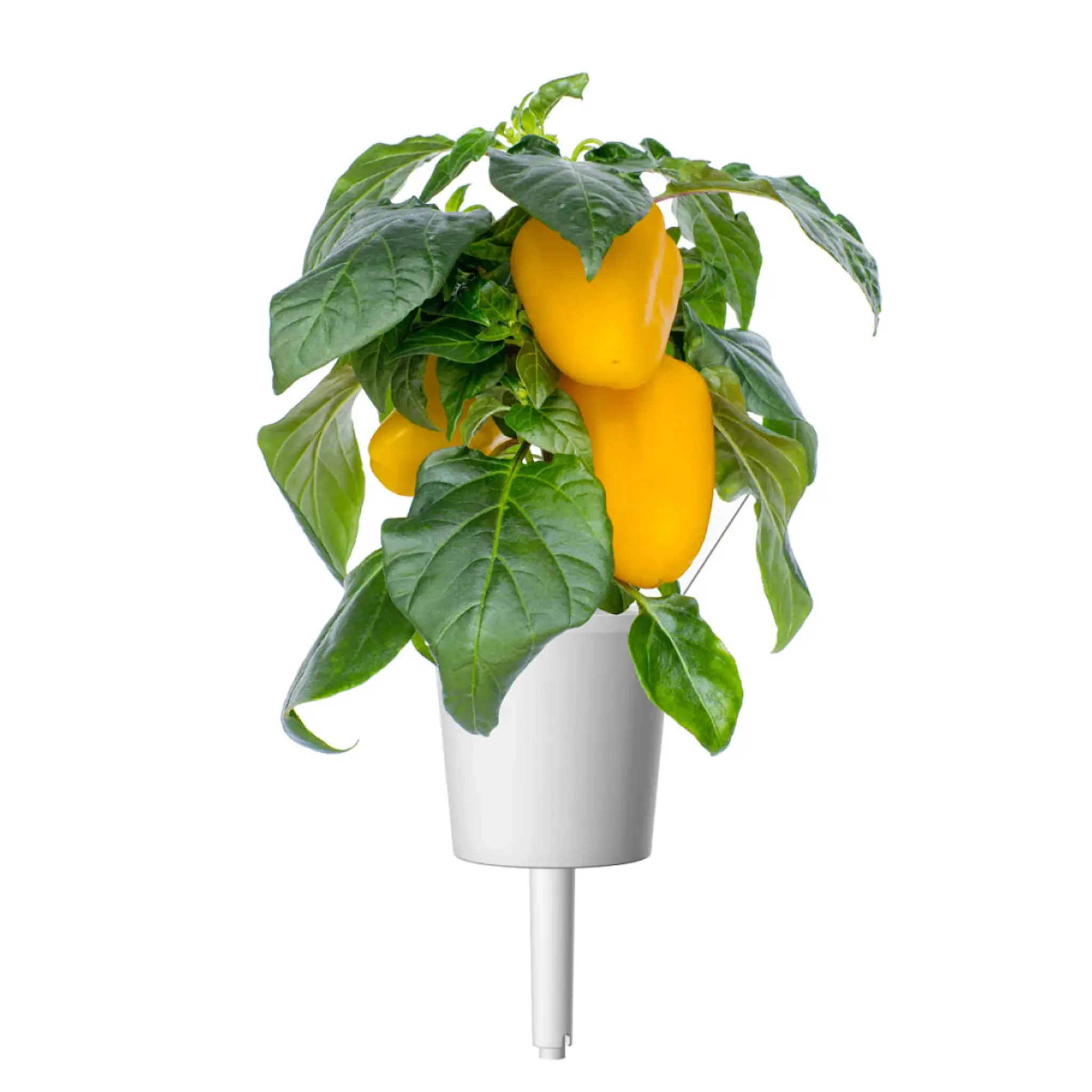 Click & Grow Smart Garden Refill 3-pack gul paprika