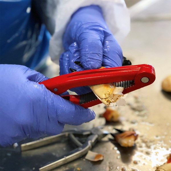 Pagurus Äyriäissetti 3 osaa Punainen