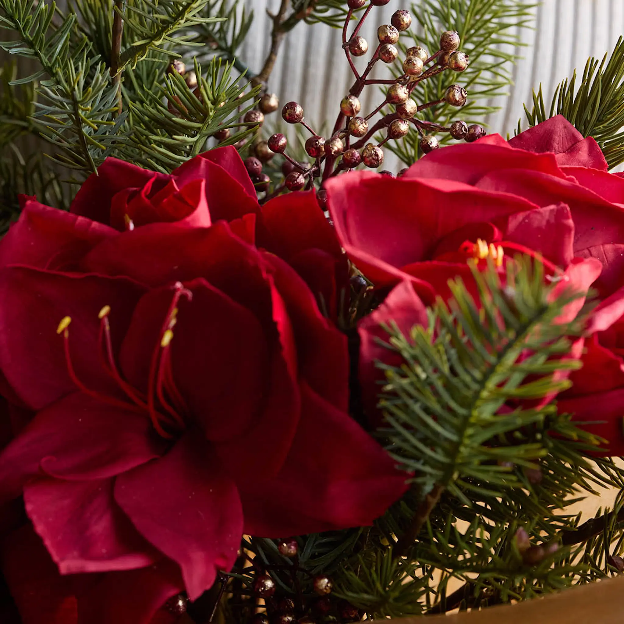 Mr Plant Amaryllis 63 cm röd