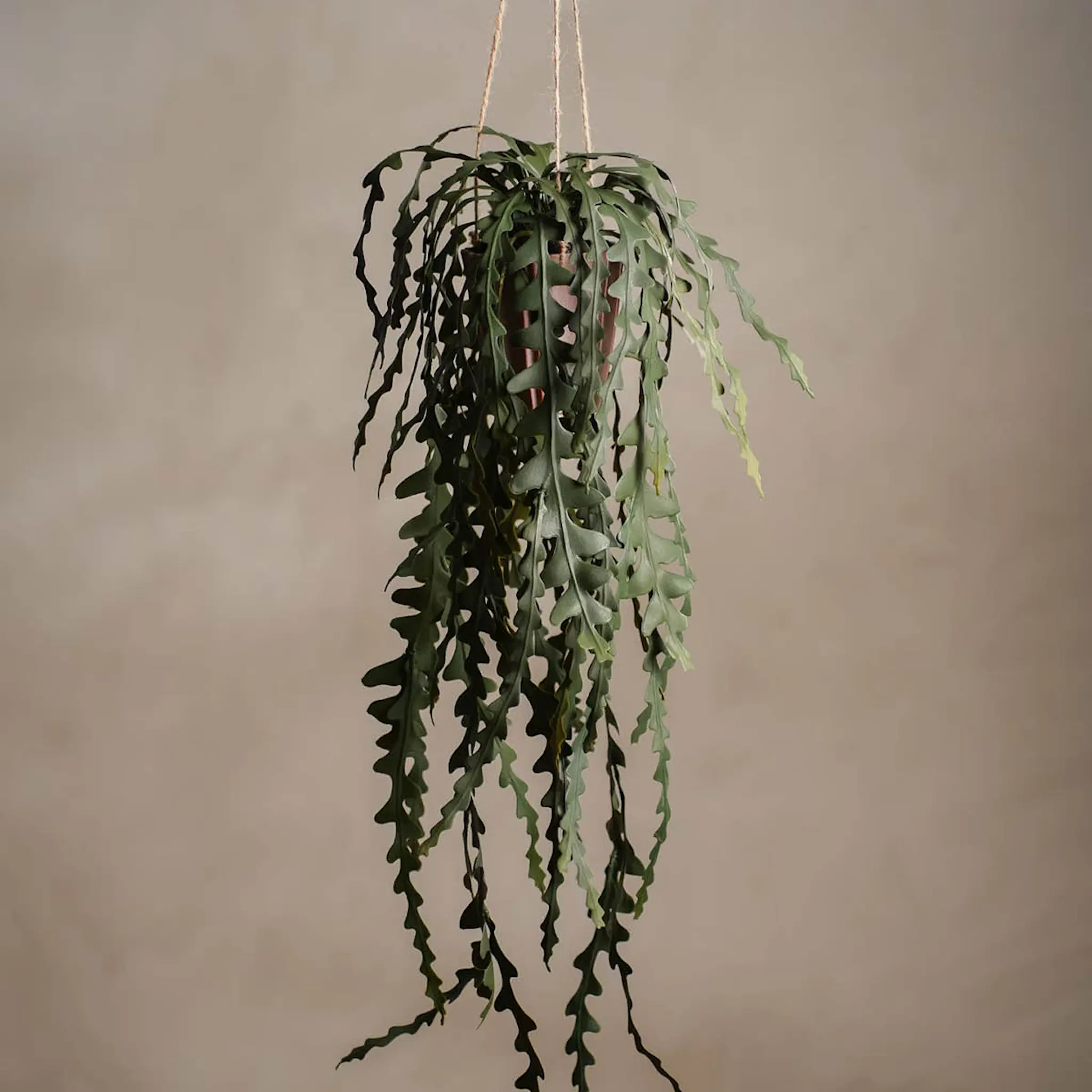 Mr Plant Elghornbregne kunstig plante 60 cm