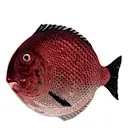 Peixes tallrik fisk 27,5 cm