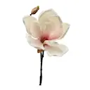 Magnolia 30 cm rosa