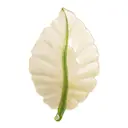 Botanica serveringsfat 41,5x25,5 cm grön