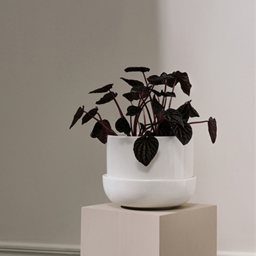 iittala Nappula potteskjuler m/skål 17x13 cm hvit