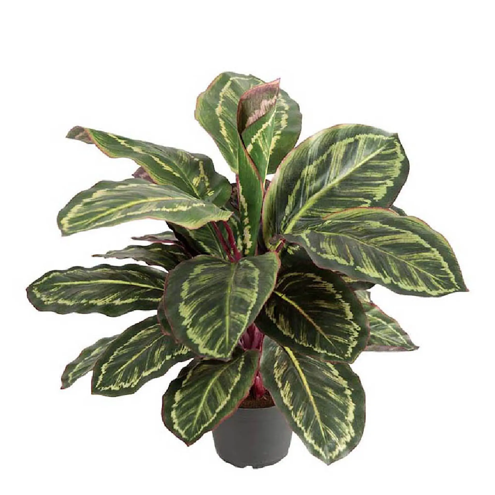 Mr Plant Maranta kunstig plante 60 cm