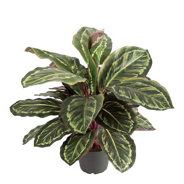 Maranta konstväxt 60 cm
