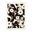 PSTR Studio poster 50x70 cm sylvia flowers
