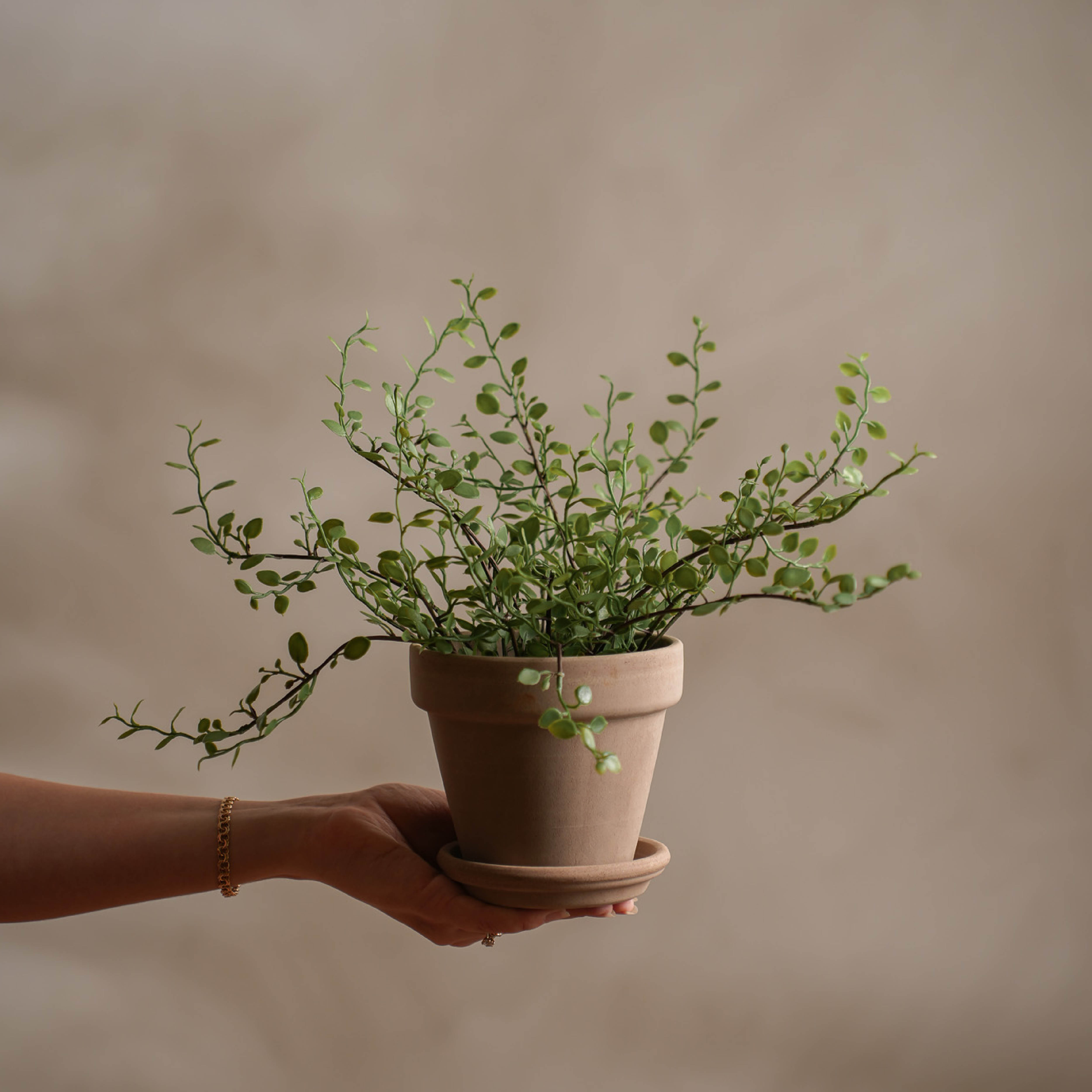 Mr Plant Muehlenbeckia kunstig potteplante 25 cm grønn
