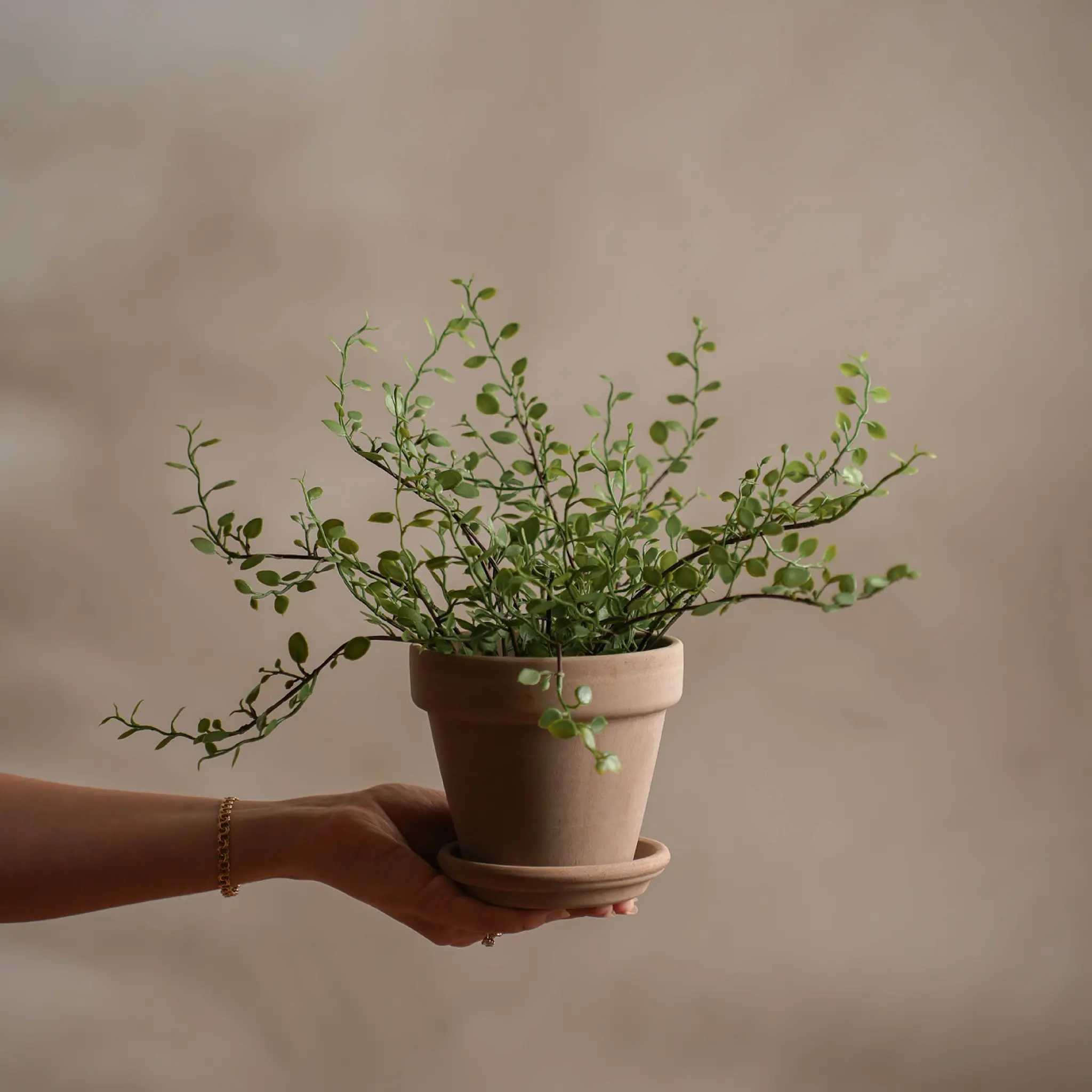 Mr Plant Muehlenbeckia kunstig potteplante 25 cm grønn