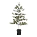 Peuce julgran 125 cm natur