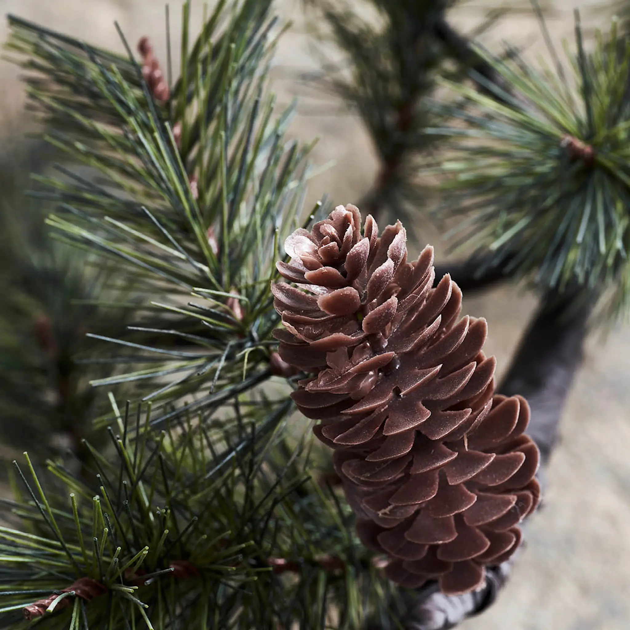 House Doctor Peuce julgren 80 cm natur