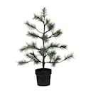 Peuce julgran 75 cm natur