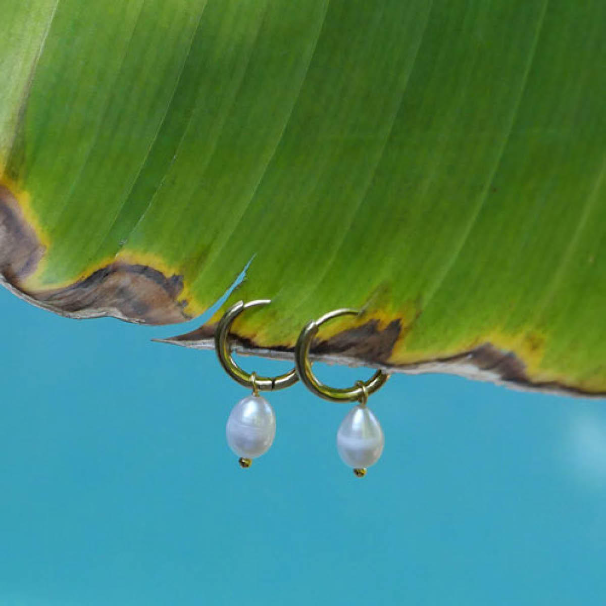 A&C Oslo AS Steel - Freshwater Pearls øreringer med ferskvannsperle gull