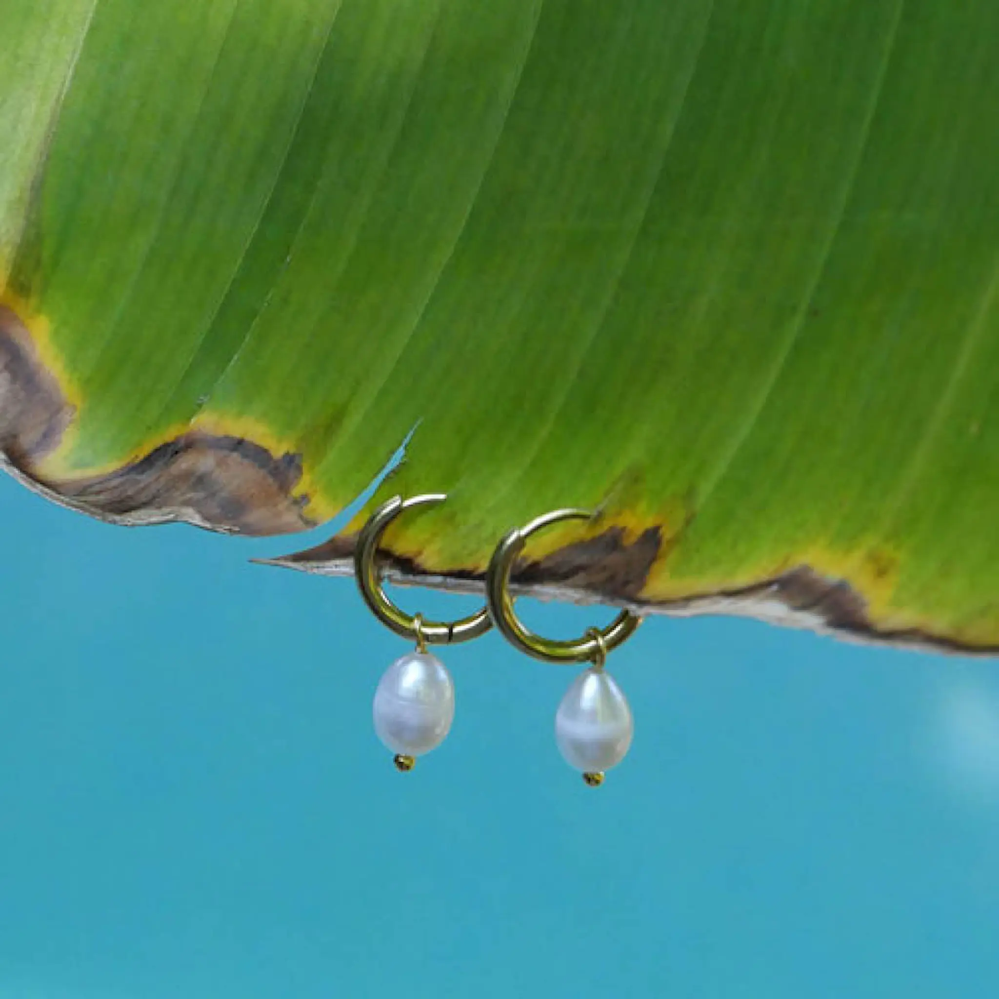 A&C Oslo AS Steel - Freshwater Pearls örhängen med sötvattenspärla guld