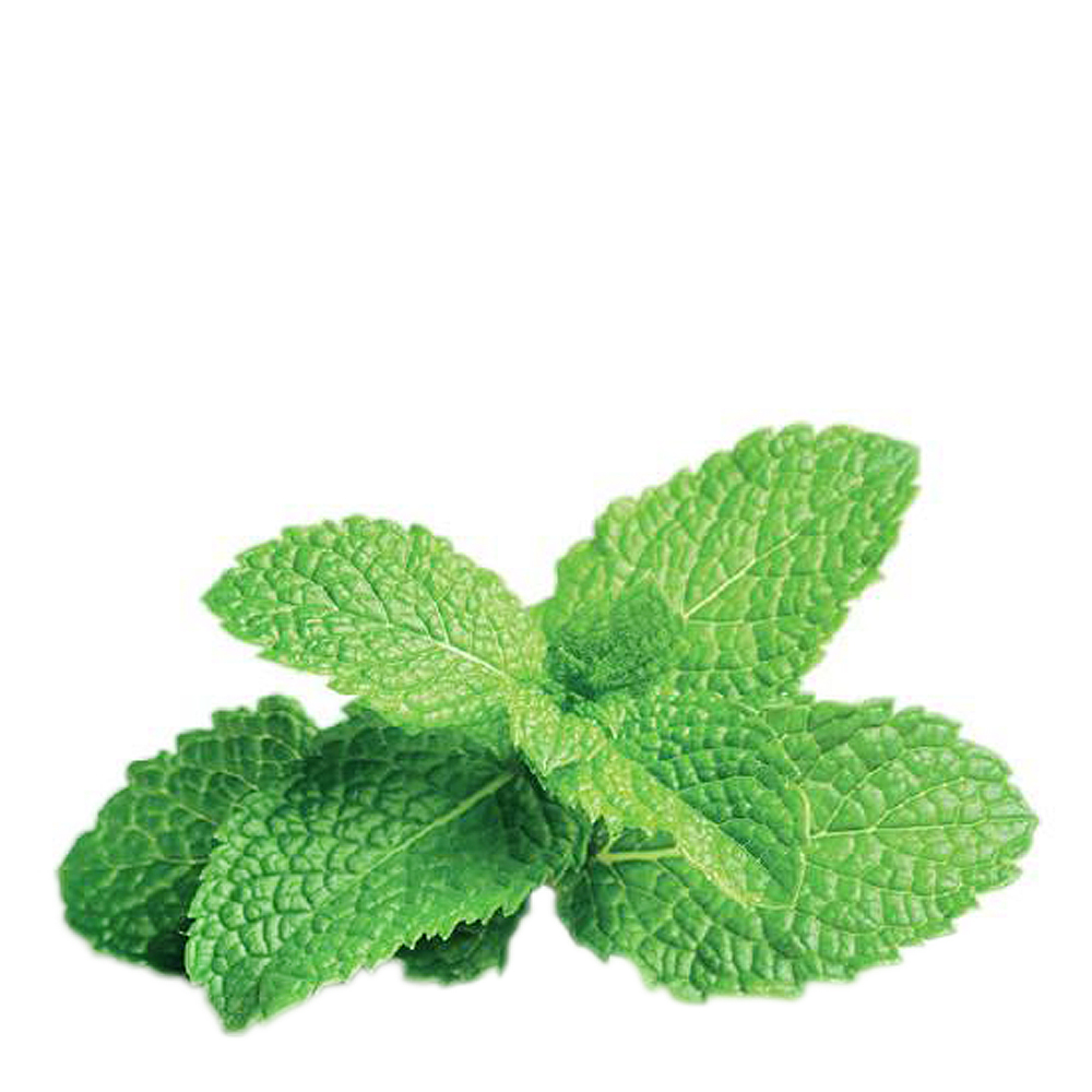 Click & Grow Smart Garden Refill 3 stk peppermynte