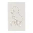 Mumin handduk 30x50 cm mumintrollet vit