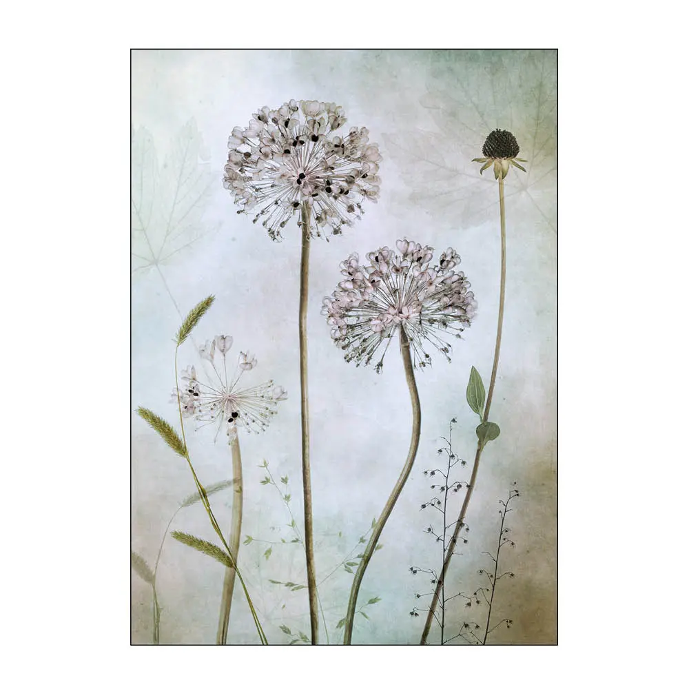 Mandy Disher Juliste 30x40 cm Allium