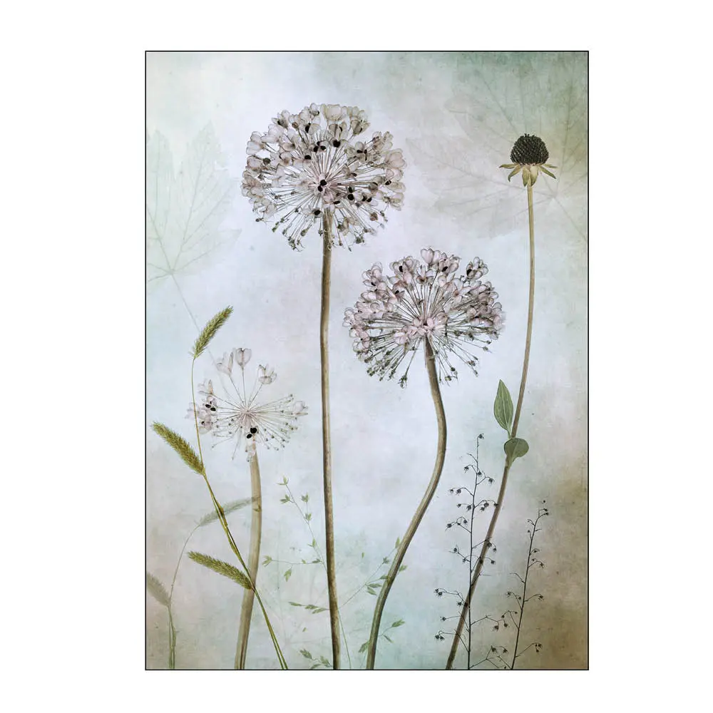 Mandy Disher Juliste 50x70 cm Allium