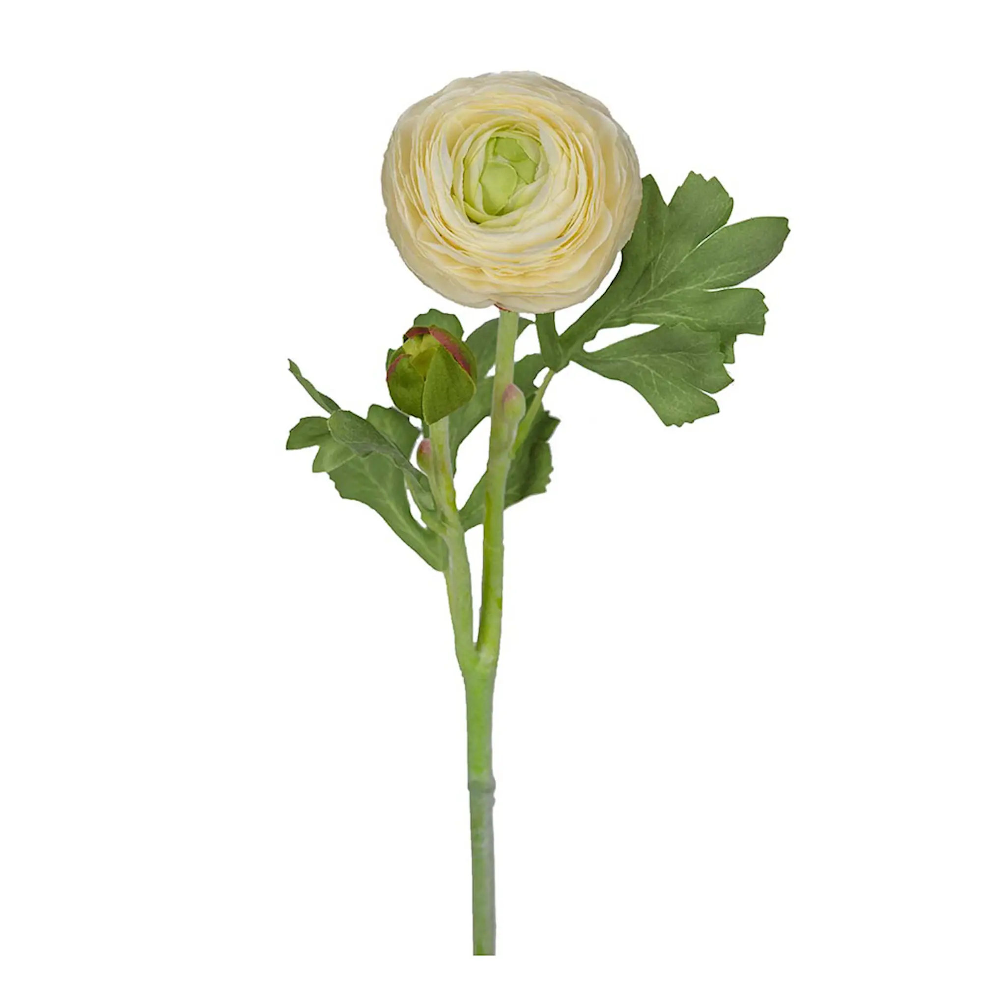 Mr Plant Ranunkel 50 cm vit