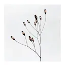 Servett 33x33 cm vallmo