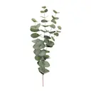 Eucalyptus 60 cm grön