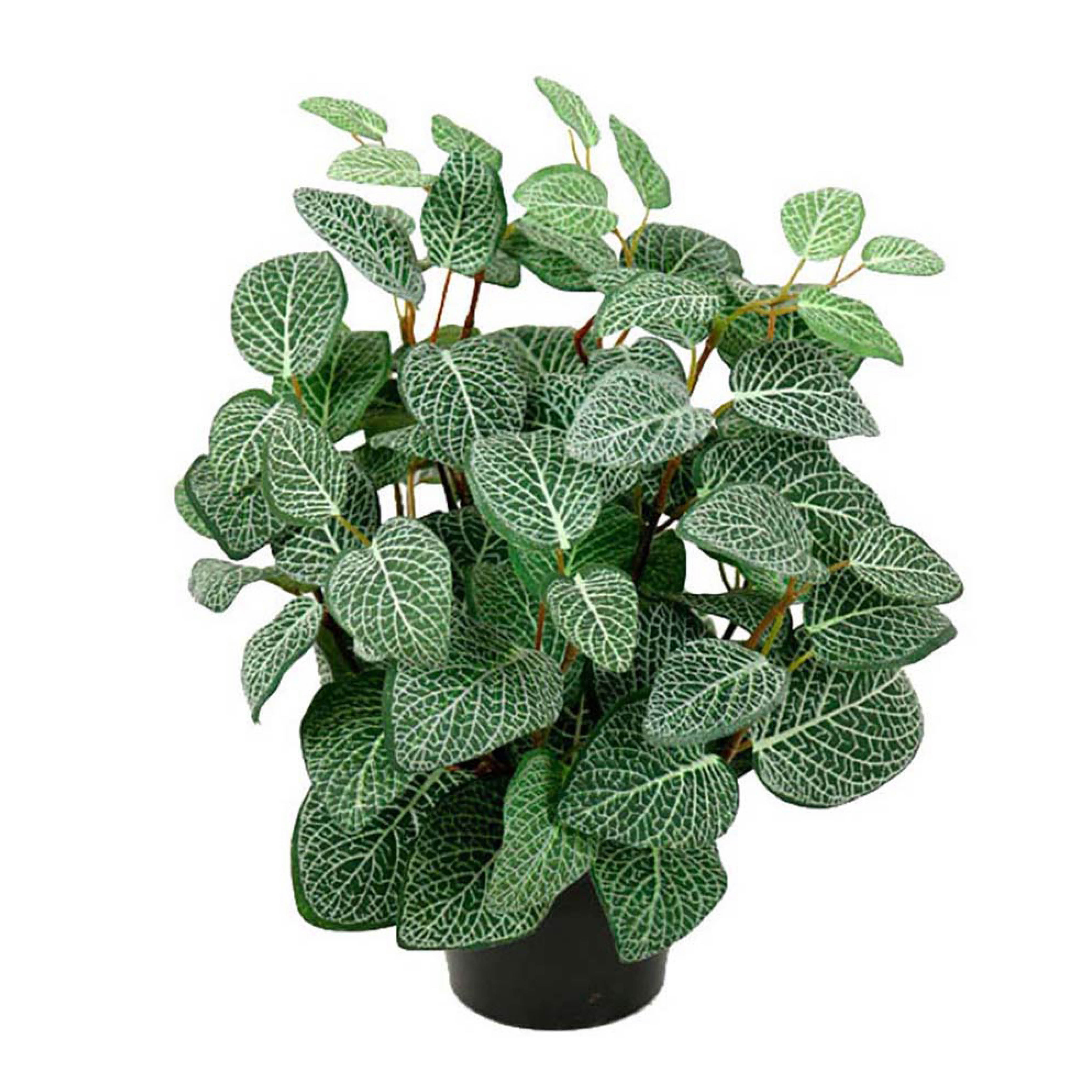 Mr Plant Fittonia kunstig potteplante 34 cm grønn