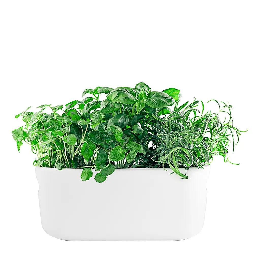 Herb OrganiserItsekasteleva Yrttiruukku Valkoinen