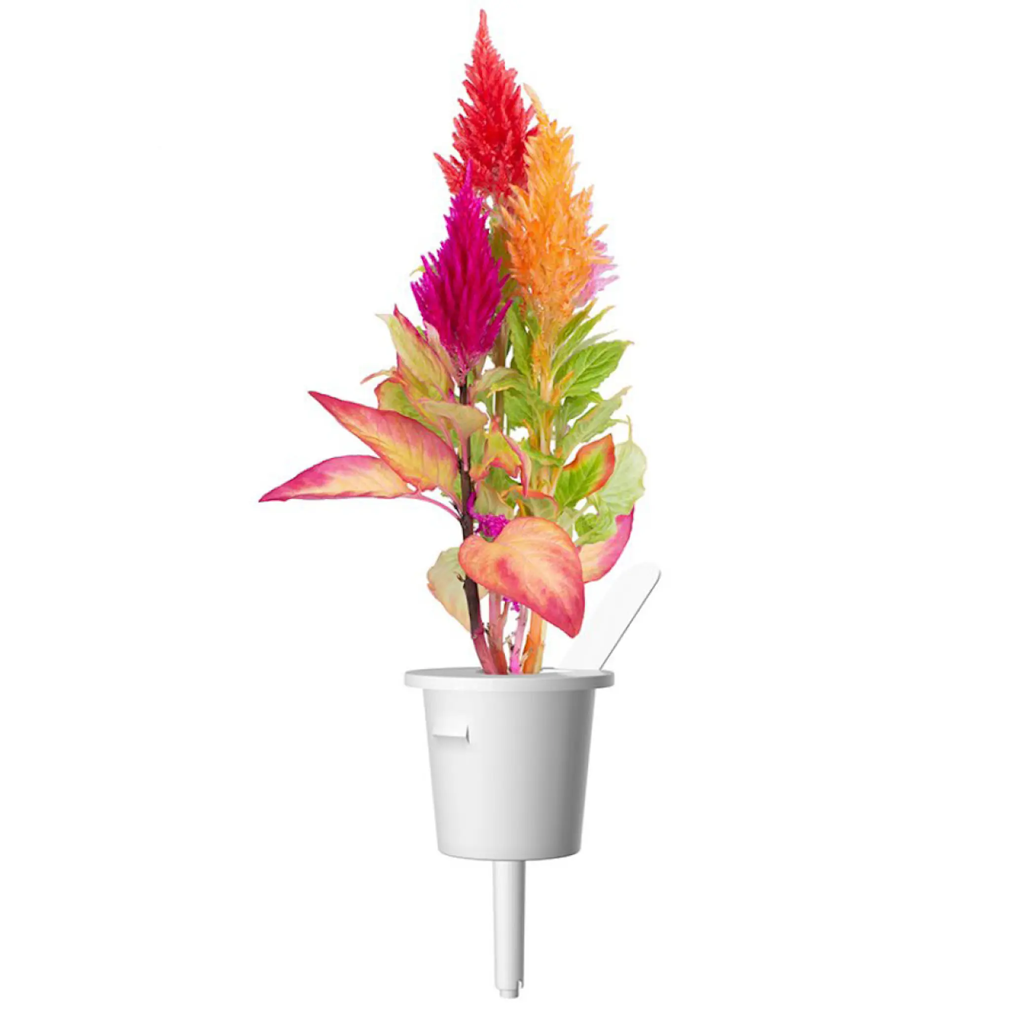 Click & Grow Smart Garden Refill 3-pack tuppam