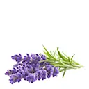 Smart Garden Refill 3-pack lavendel