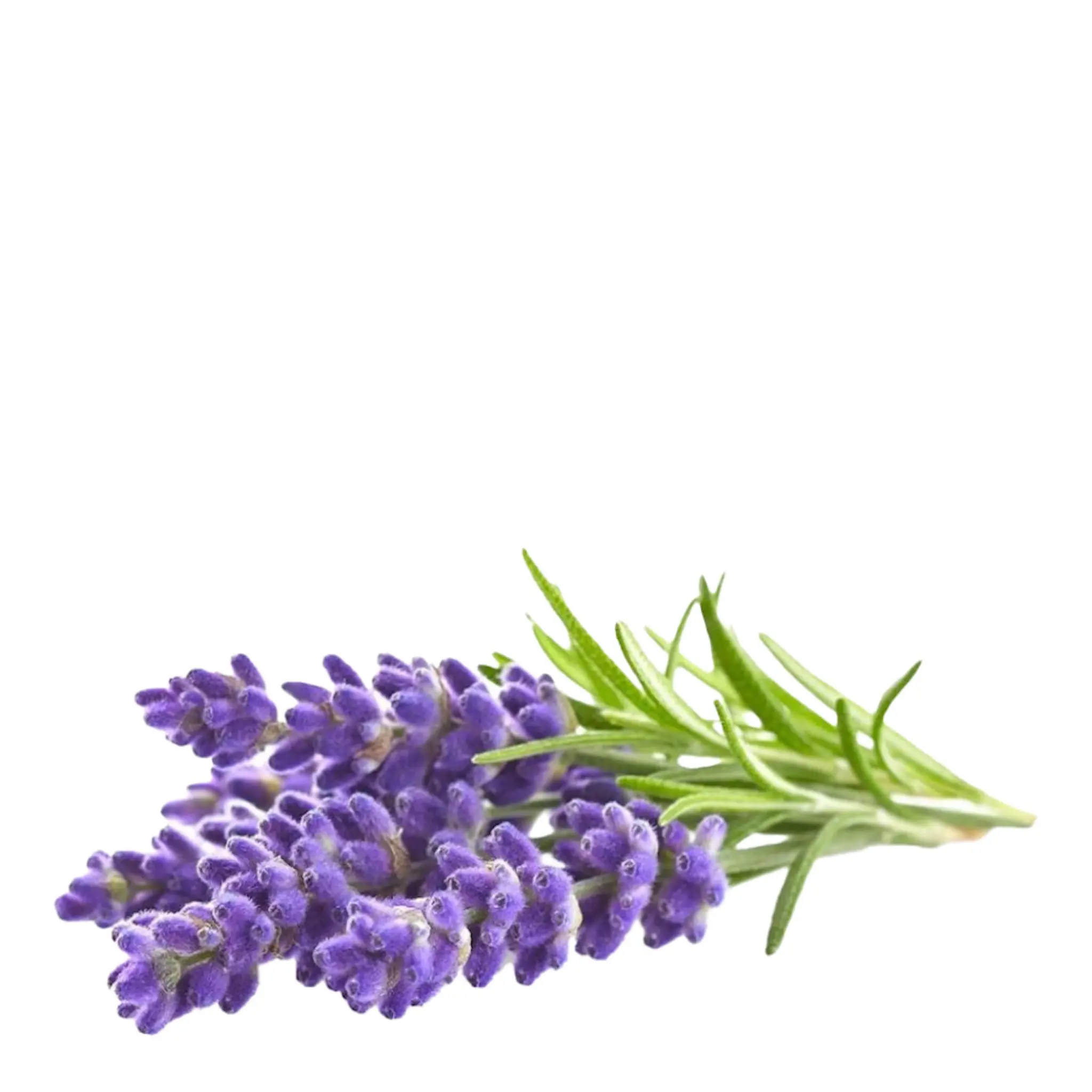 Click & Grow Smart Garden Refill 3-pack lavendel