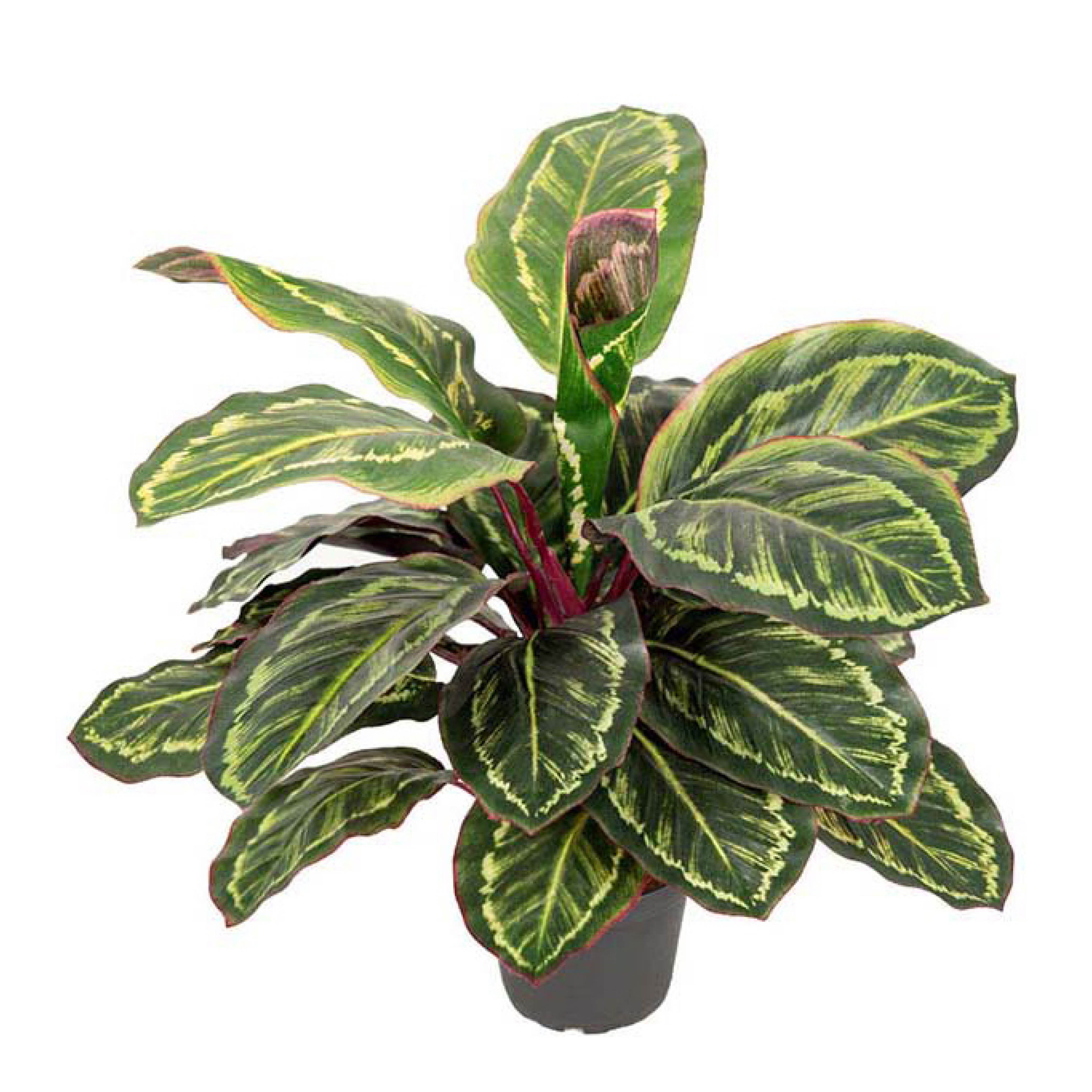 Mr Plant - Maranta keinotekoinen ruukkukasvi 40 cm vihreä