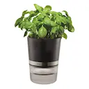 Botanico Kryddkruka självvattnande