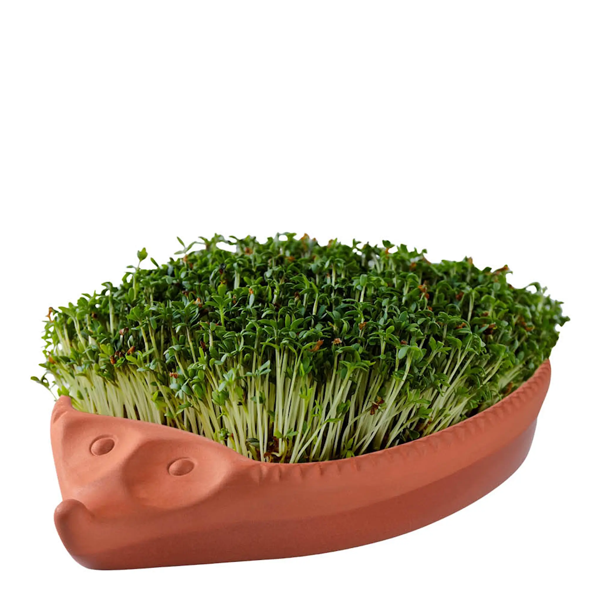 Römertopf Groddkruka i keramik 25x16 cm