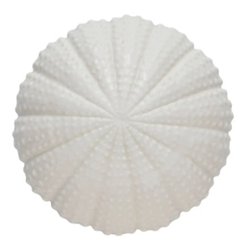Shellille koriste 8 cm valkoinen