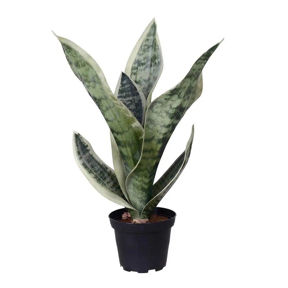 Sansiveria kunstig plante 35 cm