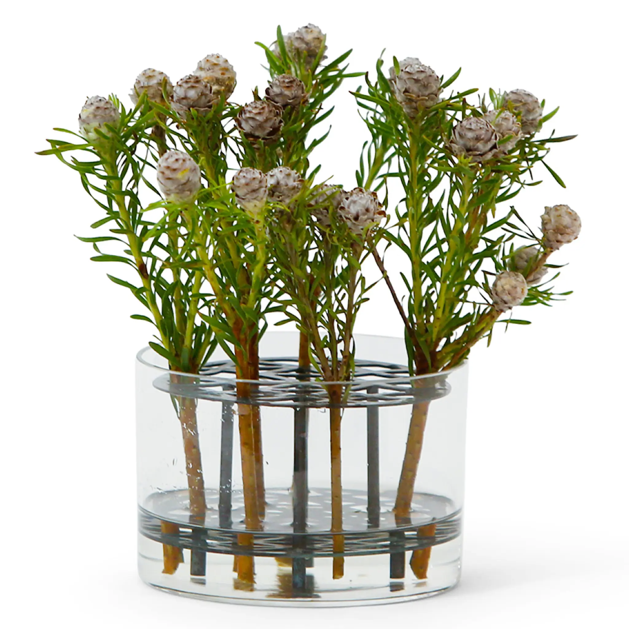 Klong Äng Vas liten Blåsvart